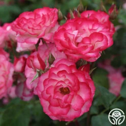 Nicole® -HEIRLOOM ROSES Sales nicole 8 1