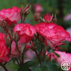 Nicole® -HEIRLOOM ROSES Sales nicole 9