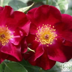 Night Owl™ 9 Night Owl™ -HEIRLOOM ROSES Sales night owl logo 02