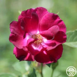 Night Owl™ 8 Night Owl™ -HEIRLOOM ROSES Sales night owl logo 04