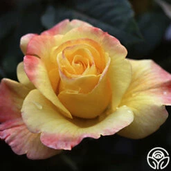 Night Light® -HEIRLOOM ROSES Sales nightlight logo 01