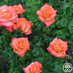 Octoberfest™ 11 Octoberfest™ -HEIRLOOM ROSES Sales octoberfest 2 8