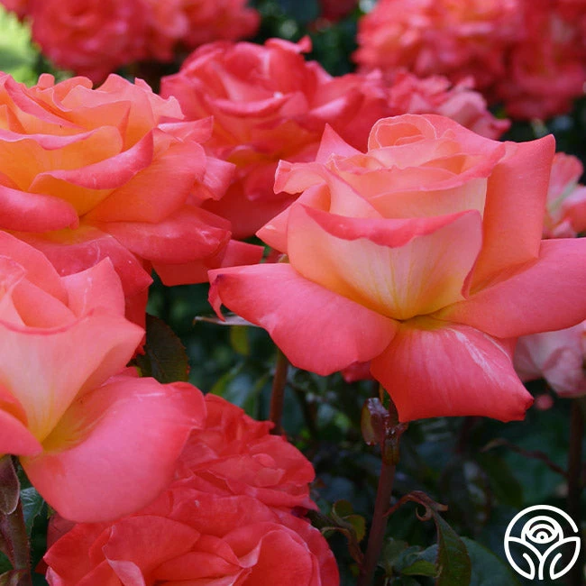 Octoberfest™ 4 Octoberfest™ - Image 2