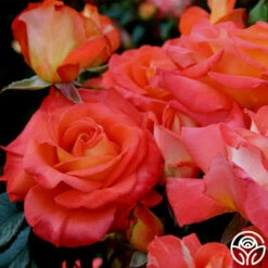 Octoberfest™ 13 Octoberfest™ -HEIRLOOM ROSES Sales octoberfest 4 8