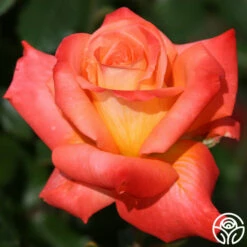 Octoberfest™ 10 Octoberfest™ -HEIRLOOM ROSES Sales octoberfest 6 8