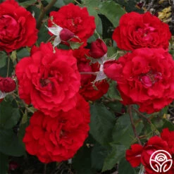 Oh My!™ 14 Oh My!™ -HEIRLOOM ROSES Sales oh my 1