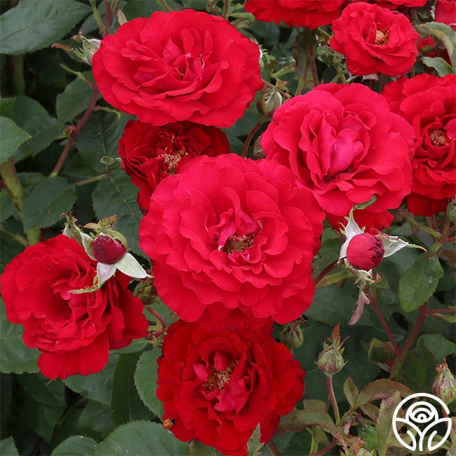 Oh My!™ 4 Oh My!™ - Image 2