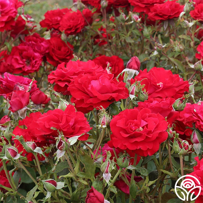 Oh My!™ 8 Oh My!™ - Image 6