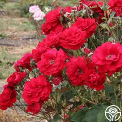 Oh My!™ 13 Oh My!™ -HEIRLOOM ROSES Sales oh my 4 9