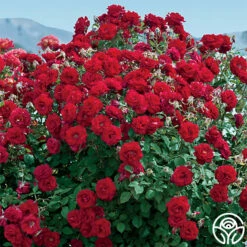 Oh My!™ 12 Oh My!™ -HEIRLOOM ROSES Sales oh my 6
