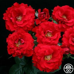 Oh My!™ 16 Oh My!™ -HEIRLOOM ROSES Sales oh my 7 2