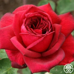 Oklahoma 18 Oklahoma -HEIRLOOM ROSES Sales oklahoma 2 1