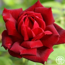 Oklahoma 16 Oklahoma -HEIRLOOM ROSES Sales oklahoma 3