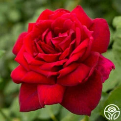 Oklahoma 14 Oklahoma -HEIRLOOM ROSES Sales oklahoma 6