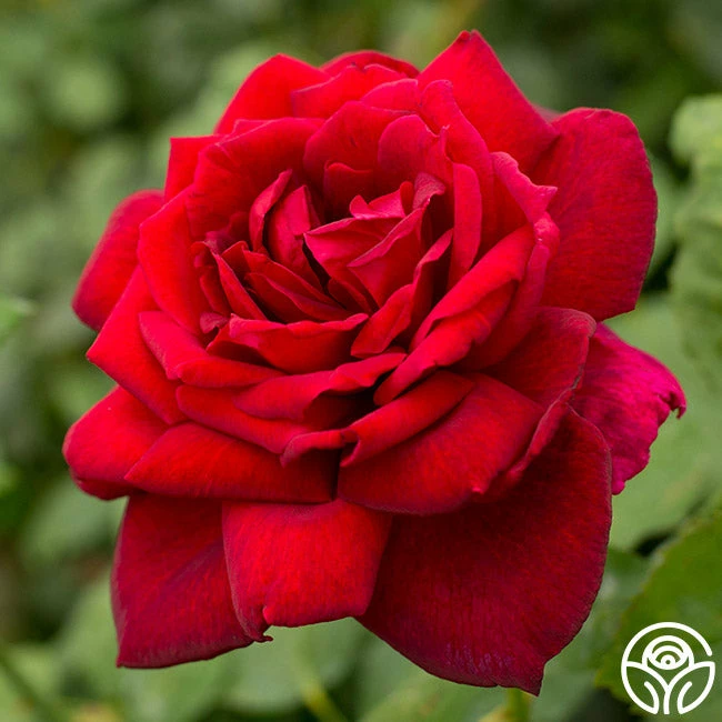 Oklahoma 5 Oklahoma - Image 3