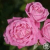 Old Blush 1 Old Blush -HEIRLOOM ROSES Sales old blush 2 5