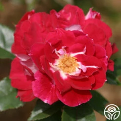 Old Master -HEIRLOOM ROSES Sales old master 4 1