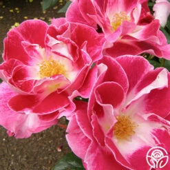 Old Master -HEIRLOOM ROSES Sales old master 7