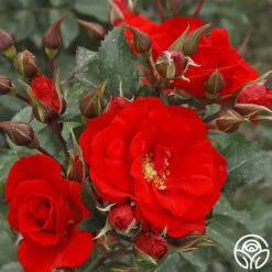 Arborose® Orange Flare™