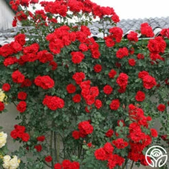 Arborose® Orange Flare™ -HEIRLOOM ROSES Sales orange flare logo 03