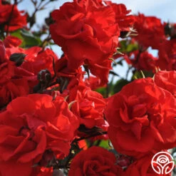 Arborose® Orange Flare™ -HEIRLOOM ROSES Sales orange flare logo 04