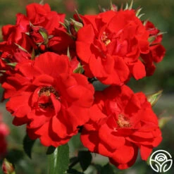 Arborose® Orange Flare™ -HEIRLOOM ROSES Sales orange flare logo 05