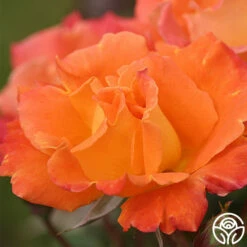 Orange Waves™ -HEIRLOOM ROSES Sales orange waves 1