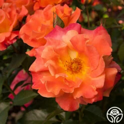 Orange Waves™ -HEIRLOOM ROSES Sales orange waves 3 2