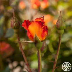 Orange Waves™ -HEIRLOOM ROSES Sales orange waves 5 1 1