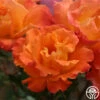 Orange Waves™ 1 Orange Waves™ -HEIRLOOM ROSES Sales orange waves 6 2