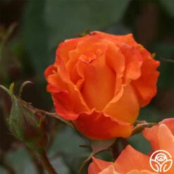 Orange Waves™ -HEIRLOOM ROSES Sales orange waves 7 2