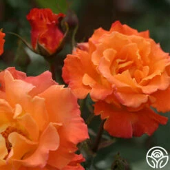 Orange Waves™ -HEIRLOOM ROSES Sales orange waves 8