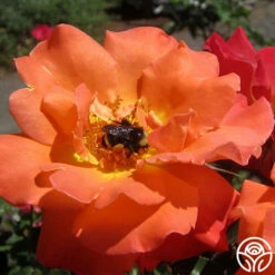 Orange Waves™ -HEIRLOOM ROSES Sales orange waves 9