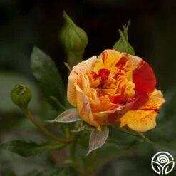 Oranges 'n' Lemons -HEIRLOOM ROSES Sales oranges n lemons 18