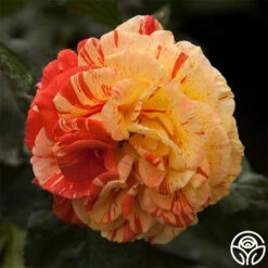 Oranges 'n' Lemons -HEIRLOOM ROSES Sales oranges n lemons 1 5