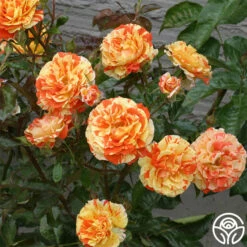 Oranges 'n' Lemons -HEIRLOOM ROSES Sales oranges n lemons 2 5