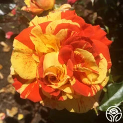 Oranges 'n' Lemons -HEIRLOOM ROSES Sales oranges n lemons 6