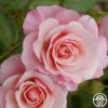 Our Lady Of Guadalupe™ -HEIRLOOM ROSES Sales our lady of guadalupe 1