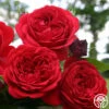 Out Of Rosenheim™ 2 Out Of Rosenheim™ -HEIRLOOM ROSES Sales out of rosenheim 2