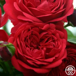 Out Of Rosenheim™ -HEIRLOOM ROSES Sales out of rosenheim 3