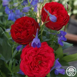 Out Of Rosenheim™ -HEIRLOOM ROSES Sales out of rosenheim 5