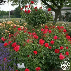 Out Of Rosenheim™ -HEIRLOOM ROSES Sales out of rosenheim 6