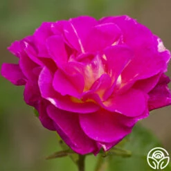 Outta The Blue -HEIRLOOM ROSES Sales outta the blue 1 8