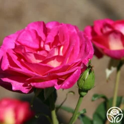 Outta The Blue -HEIRLOOM ROSES Sales outta the blue 3 1 1