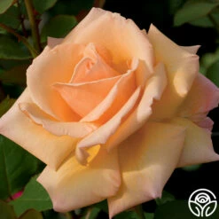 Over The Moon™ -HEIRLOOM ROSES Sales over the moon 1 8