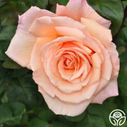 Over The Moon™ -HEIRLOOM ROSES Sales over the moon 2 1