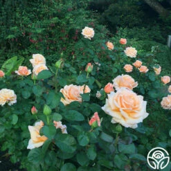 Over The Moon™ -HEIRLOOM ROSES Sales over the moon 3 1 1