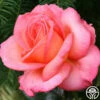 Paddy Stephans -HEIRLOOM ROSES Sales paddy stephans 1 7