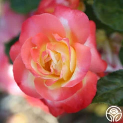 Painted Moon -HEIRLOOM ROSES Sales painted moon 11