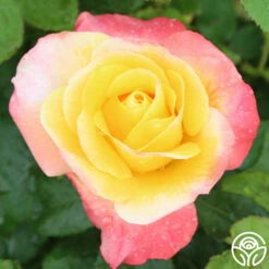 Painted Moon -HEIRLOOM ROSES Sales painted moon 1 8